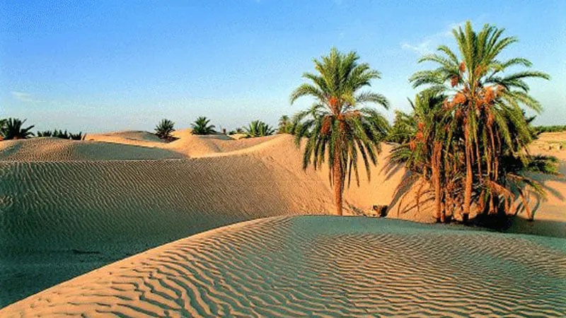 الرمال تزحف على مناطق الجنوب وتغير ملامحها..   التصحر يهدد أكثر من 7 ملايين هكتار من الأراضي التونسية